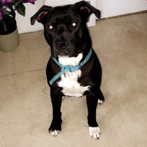 Meet your Posher, Noelle